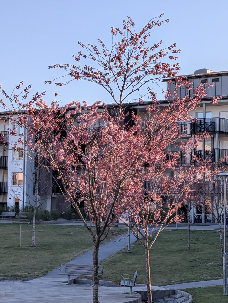 Photograph of young pink-blossomed cherry trees in low spring light, their branches outlined against the sky in Stockholm.